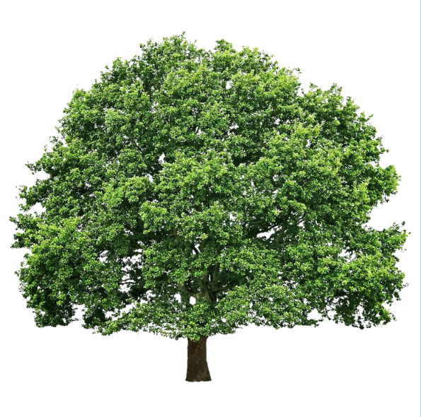 Дуб